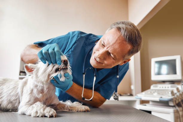 Best Tooth Infection Emergency Dentist  in Brewster Heights, NY